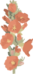Desert-Mallow Desert-Mallow